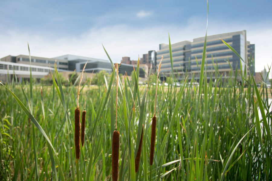 The Health Sciences Learning Center and Wisconsin Institutes for Medical Research pictured from across the pond, with cattails in the foreground