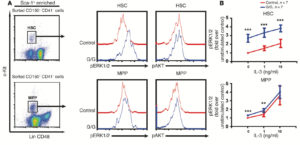 Charts A and B of Dr. Jing Zhang and colleagues' monitoring MEK/ERK signaling in murine myeloproliferative neoplasms data