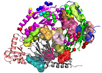 Pymol image of the tgfbeta Smad3/Smad4 complex with mutation sites ins spheres and docking sites as translucent surfaces.