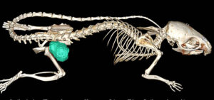 in vivo μCT scan of a mouse with a xenograft tumor.