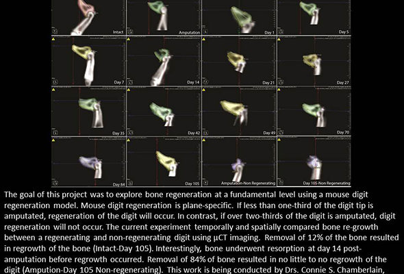 Exploring bone regeneration - 16 images of a mouse digit regeneration model.