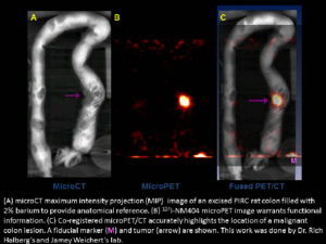Left, image of an excised PIRC rat colon. Center, excised PIRC rat colon microPET image, with tumor more visible. Right, co-registered microPET/CT highlights the location of the tumor within the colon.
