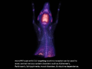 microPET Scan Targeting Nicotinic Receptor in mouse.