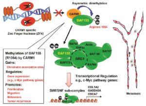 CARM1-mediated BAF155 methylation promotes breast cancer cell proliferation