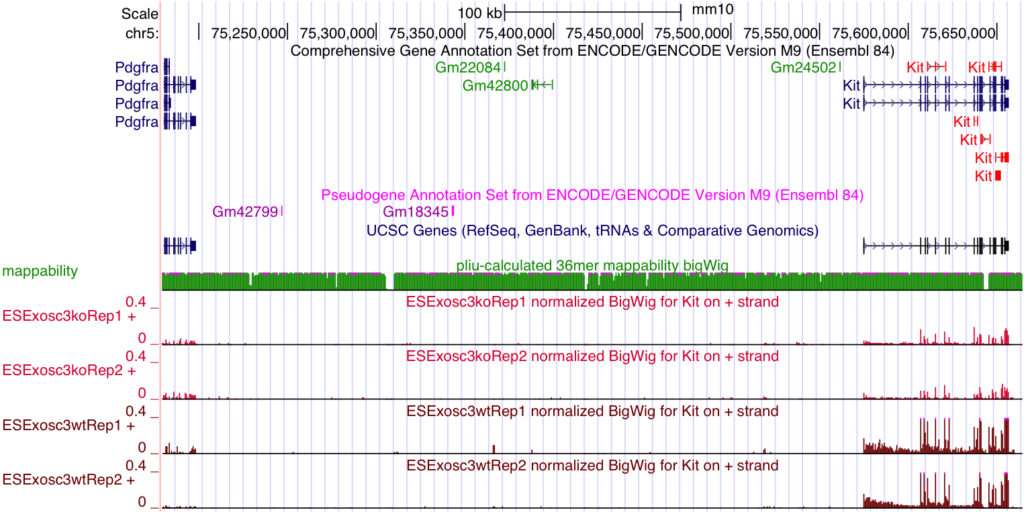 Screenshot of a UCSC genome browser showing the Kit gene and its upstream locus with their corresponding Exossc3-/- ES cell RNA-seq signals.