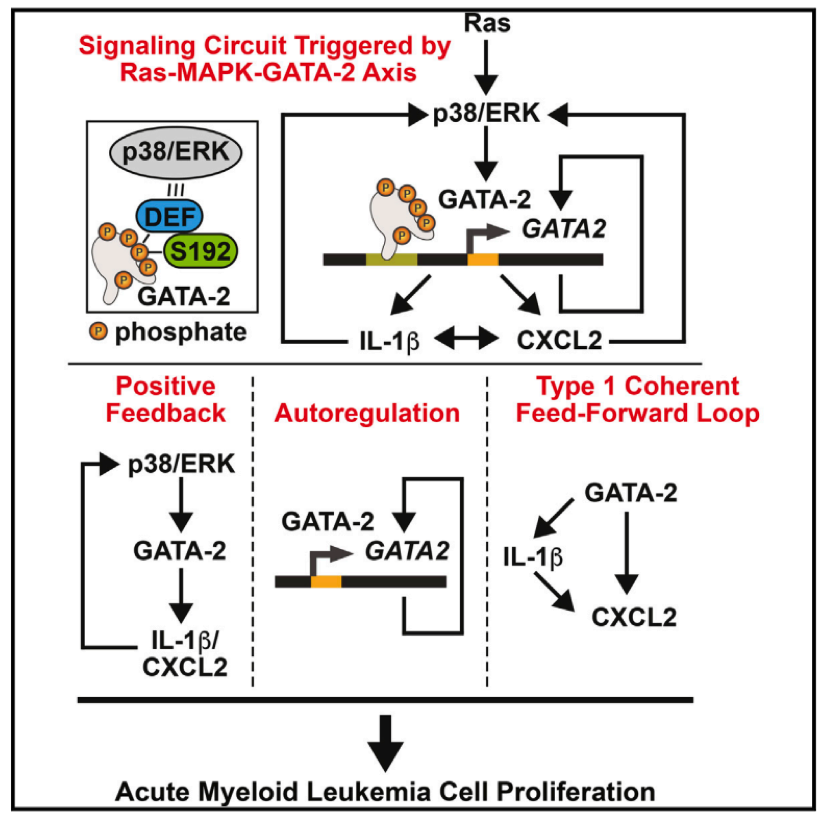 Flow chart representing the mechanism regulating GATA-2 activity in AML cells, the signalling circuit triggered by Ras-MAPK-GATA-2 Axis and it's outcome on acute myeloid leukemia cell proliferation.