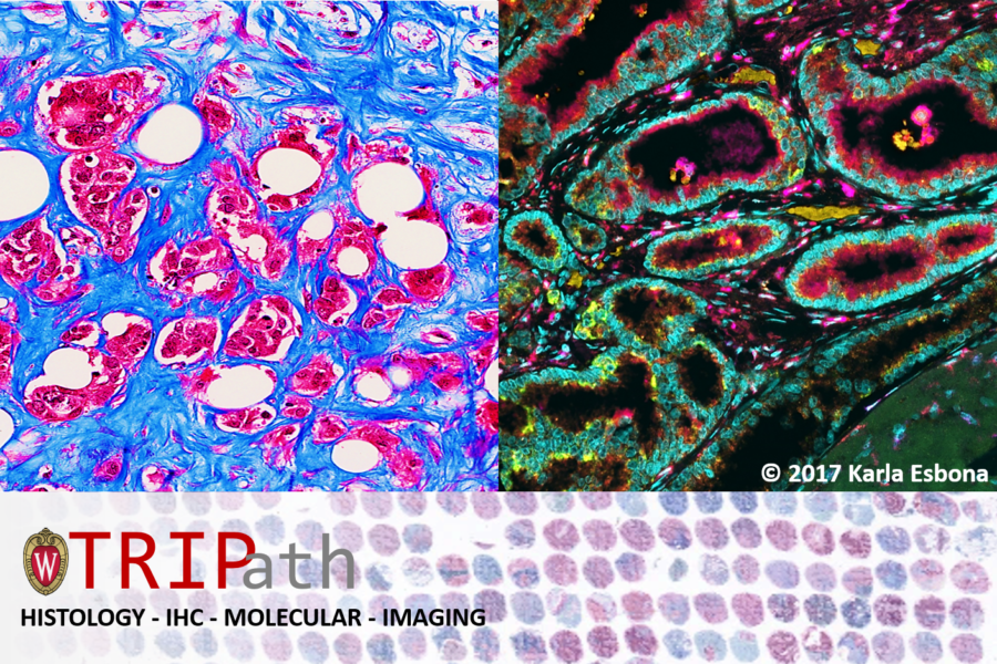 TRIP lab email logo; three images from microscopes and scans, overlaid with the words 