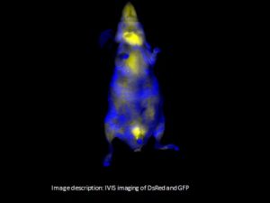 IVIS imaging of DsRed and GFP