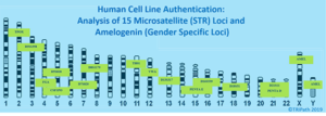 Screenshot of chart with the header "Human Cell Line Authentication: Analysis of 15 Microsatellite (STR) Loci and Amelogenin (Gender Specific Loci)"
