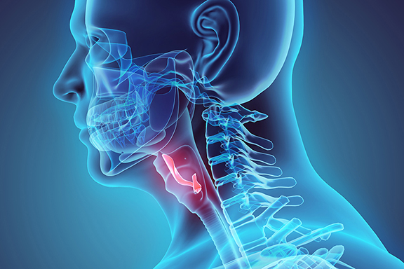3D illustration of Epiglottis, medical concept