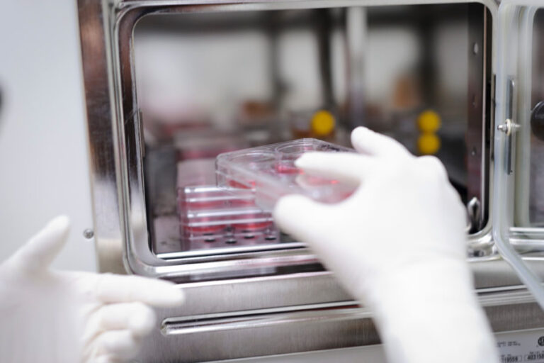 Postdoctoral student Yan Liu places stem-cell cultures in a temperature-controlled cabinet