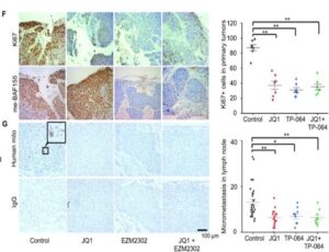 The EAPL staff processed, embedded, and sectioned tumor and lymph nodes from experimental versus control mice. (Fig. 4F,G, Nucleic Acids Res. 2021 Dec 2;49(21):12211-12233)