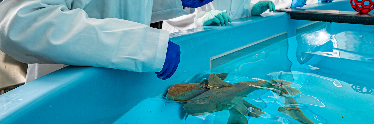 Graduate student Kendahl Ott (left) and research technician Abigail Jackson (right) feed nurse sharks pieces of squid in the research lab of Aaron LeBeau, associate professor in the Department of Pathology and Laboratory Medicine at the University of Wisconsin-Madison, on December 15, 2021. LeBeau has discovered antibodies from sharks that can neutralize Covid-19 and related coronaviruses. While they won't be a treatment for the current pandemic, they can help prepare for the coronaviruses of the future that have yet to jump to people. (Photo by Bryce Richter / UW-Madison)
