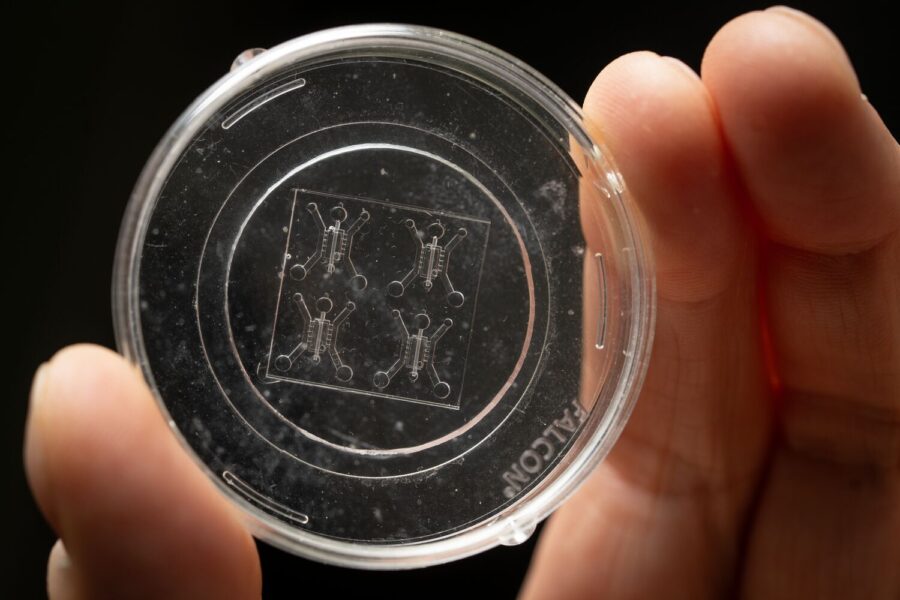 beebe lab - up close look at tumor on a chip