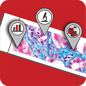 TSB - Translational Research Initiatives in Pathology Logo Large