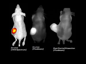 Comparison of IVIS and FluoBeam imaging modalities