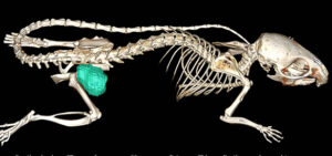Routine in vivo μCT scan of a mouse with a xenograft tumor. This application can be used to make very accurate volume measurements such as tumor volume to assess treatment efficacy.