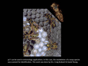 μCT can be used in entomology applications. In this case, the exoskeleton of a wasp species was scanned for identification. This work was done by Drs. Craig Brabant & Daniel Young.